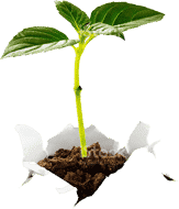 Plante