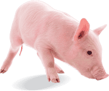Porcin Monitrol